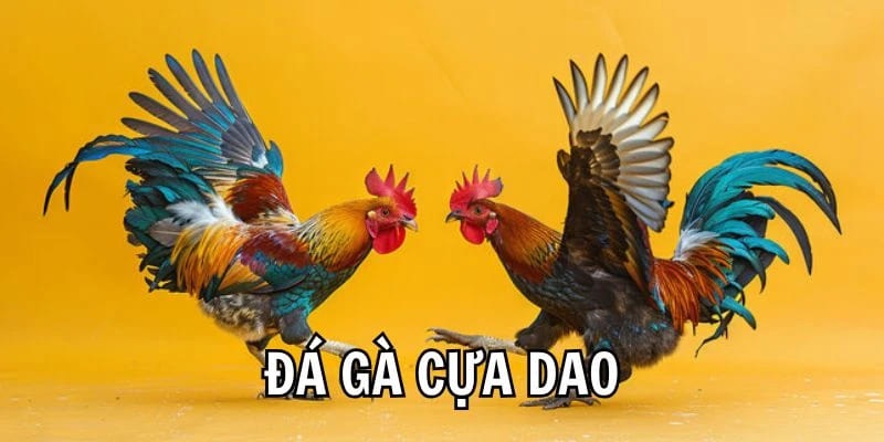 Trận đá gà cựa dao thường diễn ra nhanh