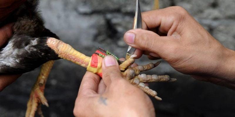 Tham gia đá gà trực tiếp cựa dao dễ dàng