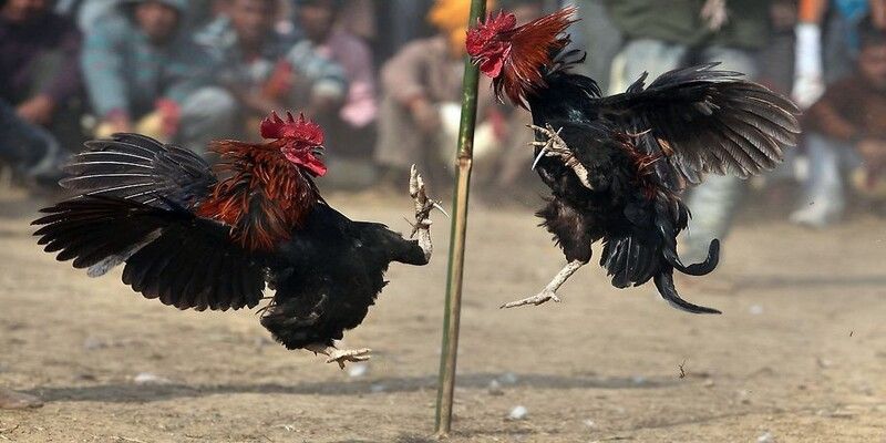 Đá gà Thomo được yêu thích nhờ trận đấu kịch tính