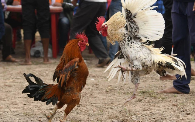 Nâng cao khả năng thắng khi tham gia đá gà Thomo