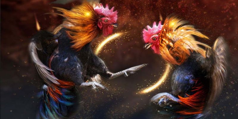 Đá gà trực tuyến là hình thức giải trí kịch tính